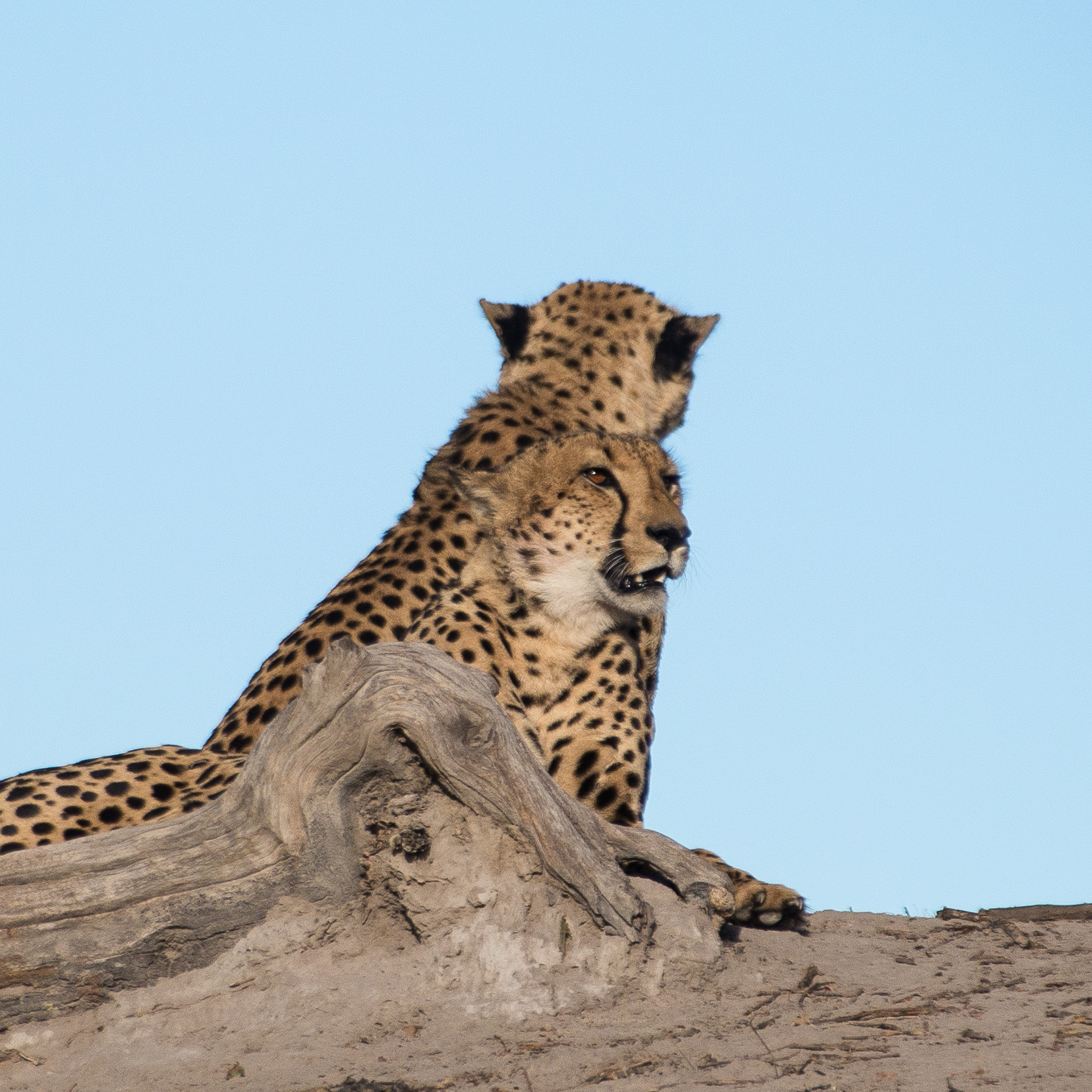 Guépards (Cheetah, Acinonyx jubatus) installés dos à dos au sommet d'une ancienne termitière, d'où ils scrutent l'environnement à la recherche d'une proie, Réserve de Kwando , Botswana.